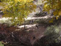 52-a_bunch_of_wild_turkeys-Kenny_needed_to_see_them_for_his_junior_ranger_program