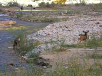 57-took_a_walk_along_Virgin_River_from_Weeping_Rock_area-deer-Baba_and_Poppy_drove_home