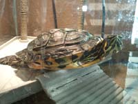 22-Rocky_striking_a_pose_sunning_himself
