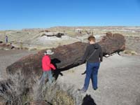 03-Kenny_checking_out_the_Giant_Log