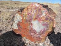 05-very_colorful_petrified_log