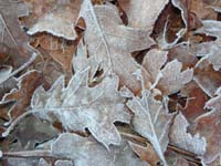 07-neat_frost_covered_leaves