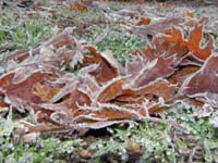 48-frosty_leaves_and_grass-didn't_get_any_snow_fall,but_it_was_still_'wintery'