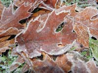 49-pretty_frosty_leaves-missed_series_of_big_snow_storms_by_two_days