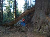 03-Kenny_and_a_downed_tree_on_trail