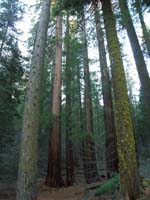 06-reached_a_small_patch_of_sequoias