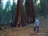 09-Poppy_and_Baba_check_out_the_sequoias