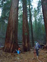 10-Kenny,Baba,and,Poppy_and_sequoias