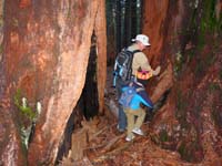 13-Poppy_and_Kenny_check_out_a_big_hole_in_a_sequoias_from_an_old_fire
