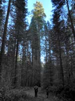 14-Mommy_and_Kenny_walking_to_another_patch_of_sequoias_and_the_cabin