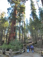 11-family_taking_a_short_walk_among_the_sequoias-Kenny_didn't_walk_much_since_didn't_feel_good