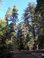 13-Grizzly_Giant-only_Daddy,Baba,and_Poppy_walking_to_this_point,then_turned_around