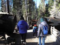 16-Mommy,Kenny,Baba_among_fallen_sequoias