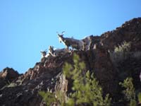 04-saw_some_Bighorn_Sheep_in_distance