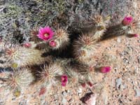 04-one_of_many_hedgehog_cacti_in_bloom