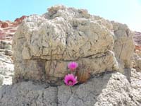 07-very_interesting_place_for_a_hedgehog_cactus_to_grow