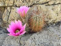 08-hedgehog_cactus_bloom