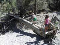 08-kids_found_a_log_to_walk_across-don't_slip-Kenny_first