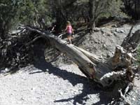 09-Zoe_crosses_the_log-Kenny_enters_the_woods_to_pee