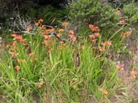 07-lots_of_pretty_wildflowers_along_the_trail