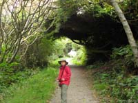 09-neat_canopy_created_by_the_trees