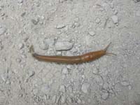 15-banana_slug