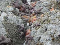 22-neat_cluster_of_colorful_sea_stars