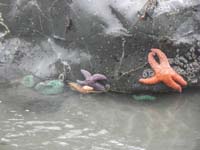 23-sea_stars_and_sea_anemone