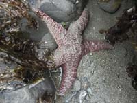 25-sea_star