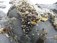 36-lots_of_hermit_crabs