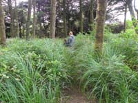 08-wade_through_thick_brush