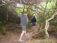09-continue_the_path_through_thick_vegetation