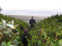 10-access_to_beach-more_edible_fruit_similar_to_blueberries
