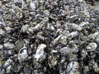 21-closer_view_of_lots_of_barnacle_covered_mussels