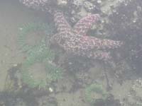 24-sea_stars_and_sea_anemones