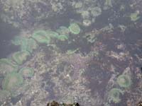 25-sea_stars_and_sea_anemones