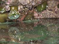 26-sea_anemones_exposed_to_air_and_some_underwater