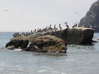 55-lots_of_pelicans_and_sea_gulls_on_the_rocks