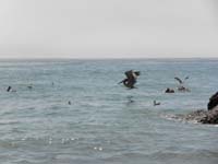 56-pelican_coming_in_for_a_landing