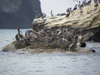 57-lots_of_pelicans