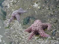 58-sea_stars_too_since_low_tide_at_tide_pool