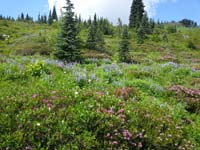 19-pretty_wildflowers_and_scenery_along_trail