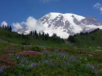 21-very_pretty_wildflowers_and_Mount_Rainier
