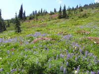 30-amazing_wildflowers