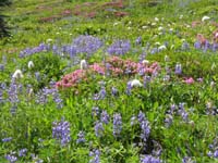 31-amazing_wildflowers
