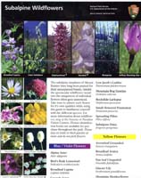 55-Subalpine_Wildflowers1