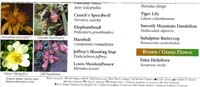 56-Subalpine_Wildflowers2