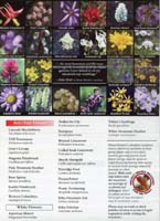 57-Subalpine_Wildflowers3
