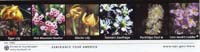 58-Subalpine_Wildflowers4