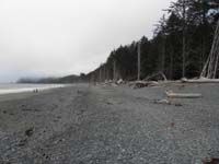 12-after_dinner,took_sunset_stroll_on_Rialto_Beach_by_campsite-very_need_eroded_trees